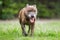 An older staffy portrait walking towards the camera through rough grass