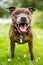 An older staffy standing in a field looking at the camera