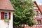 Older, well-kept houses with a flowering linden tree in between