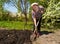An older woman digging garden