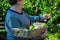 Older woman picking fruit from fruit tree - sustainable living