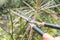 An older woman prunes or trims some branches with a pair of garden shears outside a house