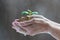 Older Womanâ€™s Hands Holding Young Sprout in Dirt