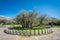 The oldest olive tree in Europe