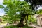 Oldest tree in Paris - Robinia tree on Rene Viviani square, France