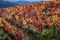 Oldest wine region in world Douro valley in Portugal, colorful very old grape vines growing on terraced vineyards, production of