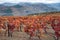 Oldest wine region in world Douro valley in Portugal, colorful very old grape vines growing on terraced vineyards, production of