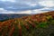 Oldest wine region in world Douro valley in Portugal, colorful very old grape vines growing on terraced vineyards, production of