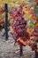 Oldest wine region in world Douro valley in Portugal, colorful very old grape vines growing on terraced vineyards, production of