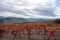 Oldest wine region in world Douro valley in Portugal, colorful very old grape vines growing on terraced vineyards, production of