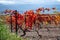 Oldest wine region in world Douro valley in Portugal, colorful very old grape vines growing on terraced vineyards, production of