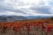 Oldest wine region in world Douro valley in Portugal, colorful very old grape vines growing on terraced vineyards, production of