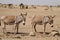 Oldonyo masai village donkeys