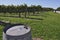 Olds oak barrels outside the winery with a view of the grape field