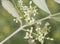 Olea europaea tiny white flowers with pale yellow stamens and some buds still unopened