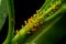 The oleander aphid also known as milkweed aphid on the plant and sucking cell sap. These are bright yellow insects with black legs