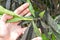 Oleander aphid struck. Plant insect infestation