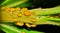 Oleander Aphids gathered on a plant stem.