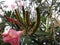 Oleander aphids in oleander plant