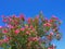 Oleander in bloom, branches with pink flowers