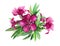 Oleander bright pink flowers with leaves watercolor illustration. Nerium tropical blooming branch from the tree with rose flowers.