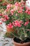 Oleander bush in brown flowerpot with shallow depth of field.