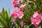 Oleander bush with pink flowers