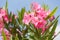 Oleander bush with pink flowers