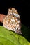 Oleander butterfly, Common Crow, Euploea core