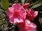 Oleander, common oleander, rose laurel, pink oleander, rose bay, dog bane, scented oleander, south sea rose or sweet oleander