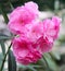 Oleander flower