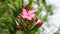 Oleander flower close-up, side view. Rotation