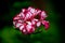 Oleander flower cup isolated