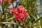 Oleander flower with evergreen ,Beautiful blossoms, of fragrant pink flowers in bunches