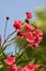 Oleander flower with evergreen ,Beautiful blossoms, of fragrant pink flowers in bunches