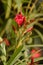 Oleander flower with evergreen, beautiful blossoms, of fragrant pink flowers in bunches