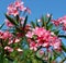 Oleander flower flora typical of the Mediterranean