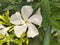 Oleander flower full blooming