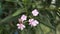 oleander flower Nerium Plant. with blur background