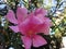 Oleander flower - Pink