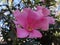 Oleander flower - Pink