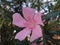 Oleander flower - Pink