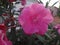Oleander flower - Pink