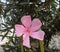 Oleander flower - Pink