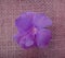 Oleander flower - Purple, violet or lilac