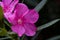 Oleander Flower Toxic Beauty