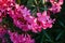 Oleander flowering branches full of many pinkish flowers on it