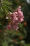 Oleander flowering in Tuscan garden, Montespertoli