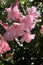 Oleander flowering in Tuscan garden, Montespertoli