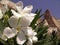 Oleander flowers